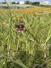 Hellmuthia membranacea