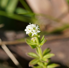 Asperula euryphylla