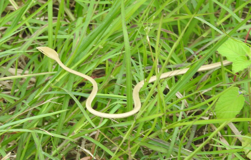 Laudankia Vine Snake