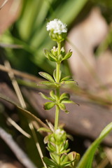 Asperula euryphylla