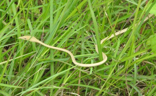 Laudankia Vine Snake