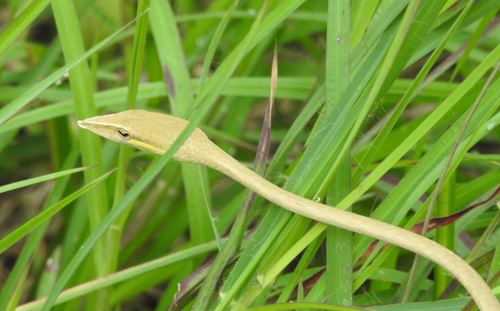 Laudankia Vine Snake