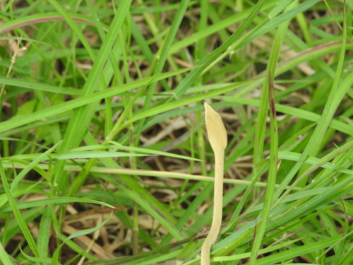 Laudankia Vine Snake