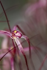 Caladenia perangusta