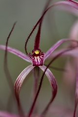 Caladenia perangusta