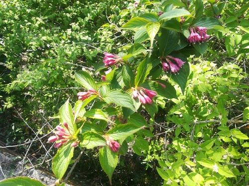 Image of Weigela Floribunda (Weigela floribunda) by (c) harum.koh, some rights reserved (CC BY-SA)