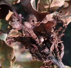 Andricus caliciformis