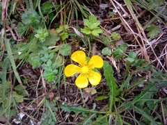 Ranunculus