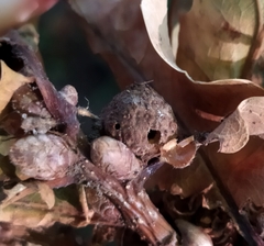 Andricus caliciformis