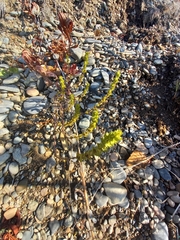 Euphrasia hyperborea