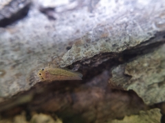 Phlogotettix cyclops