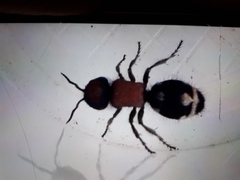 Ronisia brutia