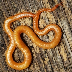 Dignathodon microcephalus