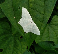 Micronia aculeata