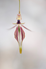 Caladenia plicata