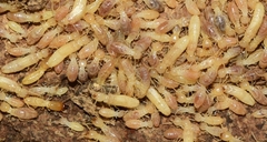 Reticulitermes banyulensis