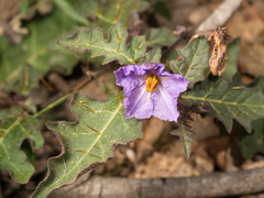 Solanum pungetium