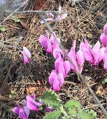 Cyclamen graecum