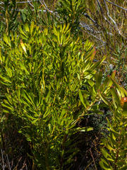 Leucadendron platyspermum