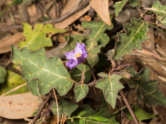Solanum pungetium