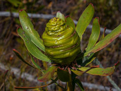 Leucadendron platyspermum
