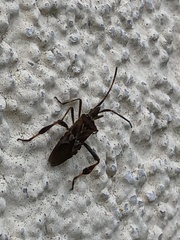 Leptoglossus occidentalis