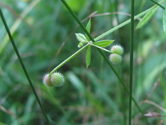 Galium spurium