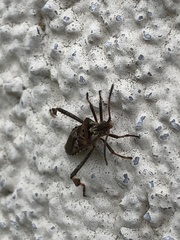 Leptoglossus occidentalis