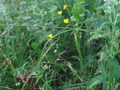 Galium spurium