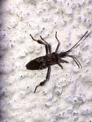 Leptoglossus occidentalis