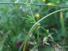 Galium spurium