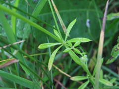 Galium spurium