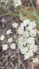 Seseli tortuosum