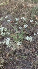 Seseli tortuosum