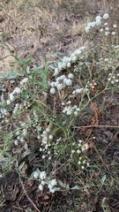 Seseli tortuosum