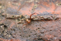 Ebelingia