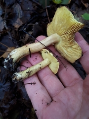 Tricholoma frondosae
