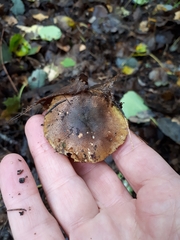 Tricholoma frondosae
