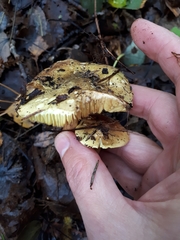 Tricholoma frondosae