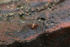 Ebelingia