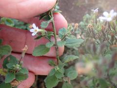 Chaenostoma floribundum