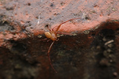 Ebelingia