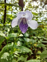 Asystasia dalzelliana