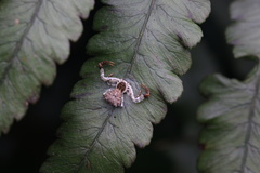 Phrynarachne xuxiake