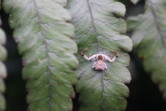 Phrynarachne xuxiake