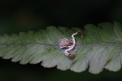 Phrynarachne xuxiake