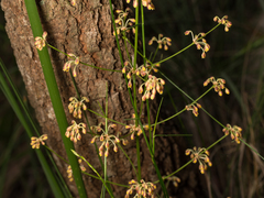 Lomandra multiflora multiflora