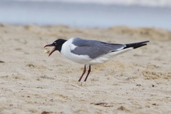 Leucophaeus atricilla