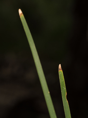 Lomandra multiflora multiflora
