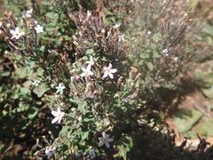 Chaenostoma floribundum